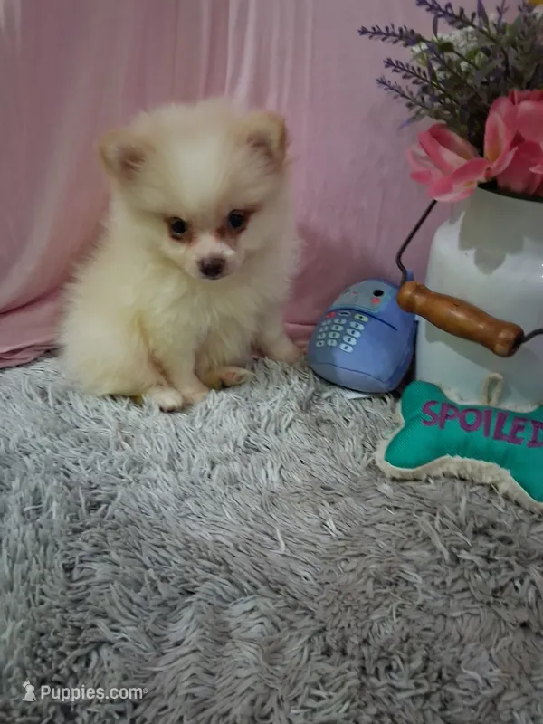 Damian – Pomeranian puppy for sale in New Sharon, IA