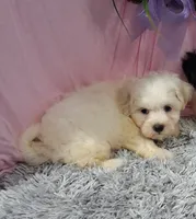 Fritz, a male Shichon for sale in New Sharon, IA – 2 of 4