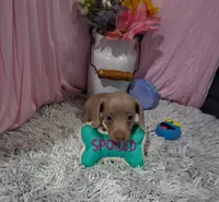 Emi, a female Miniature Dachshund for sale in New Sharon, IA – 4 of 4