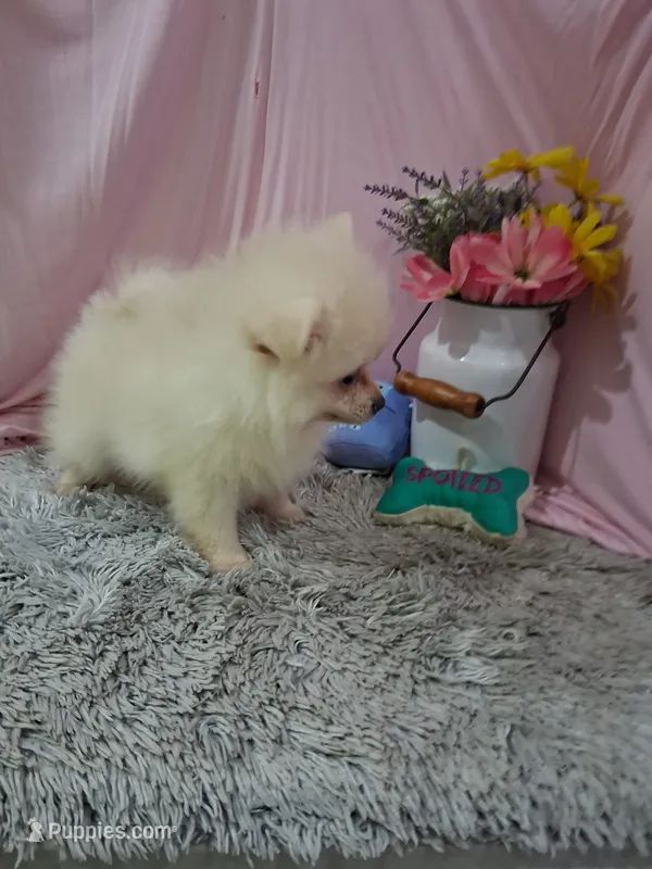 Dexter – Pomeranian puppy for sale in New Sharon, IA