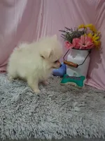 Dexter, a male Pomeranian for sale in New Sharon, IA – 1 of 4