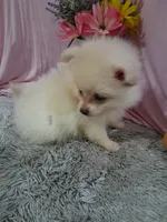Dexter, a male Pomeranian for sale in New Sharon, IA – 2 of 4