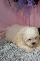 Fiona, a female Shichon for sale in New Sharon, IA – 2 of 4