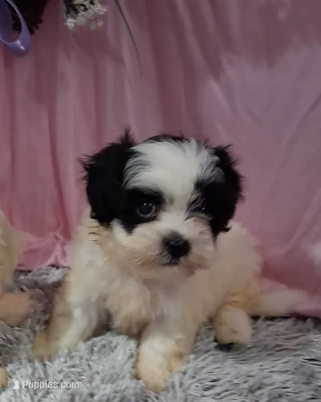 Fia – Shichon puppy for sale in New Sharon, IA