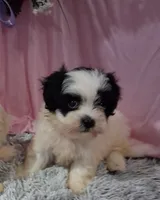 Fia, a female Shichon for sale in New Sharon, IA – 1 of 4