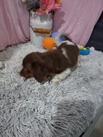 Elise, a female Miniature Dachshund for sale in New Sharon, IA – 3 of 4