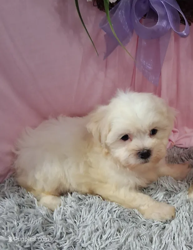 Fiona – Shichon puppy for sale in New Sharon, IA