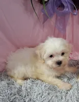 Fiona, a female Shichon for sale in New Sharon, IA – 1 of 4