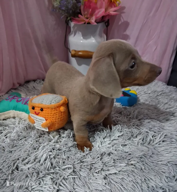 Emi – Miniature Dachshund puppy for sale in New Sharon, IA
