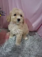 Cami, a female Poodle - Miniature  for sale in New Sharon, IA – 4 of 4