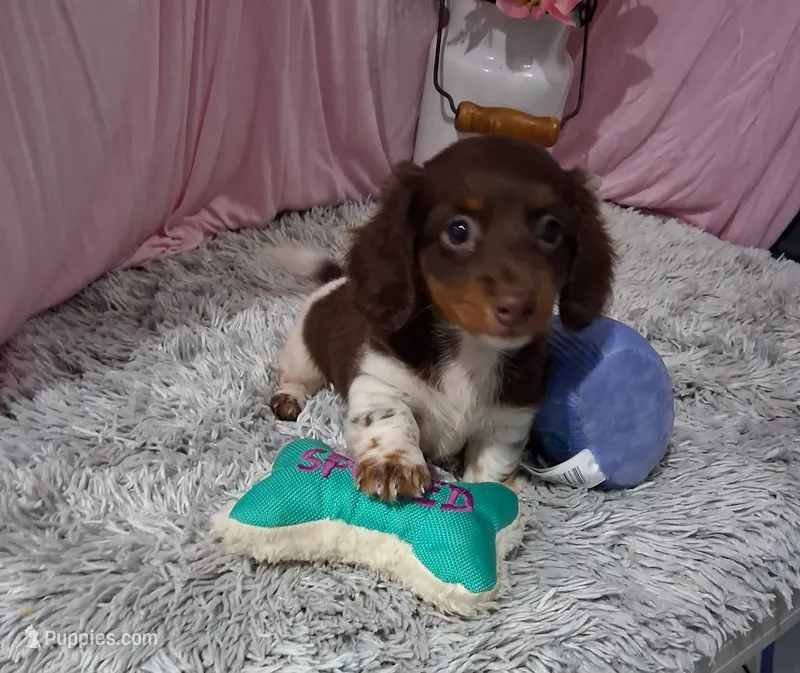 Elise – Miniature Dachshund puppy for sale in New Sharon, IA