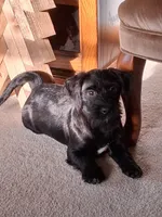 Atlas, a male Shihpoo for sale in New Sharon, IA – Photo 2 of 4