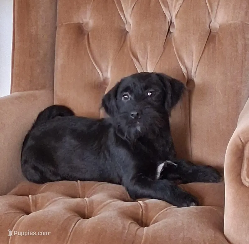 Atlas – Shihpoo puppy for sale in New Sharon, IA