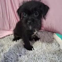 Atlas, a male Shihpoo for sale in New Sharon, IA – Photo 2 of 4