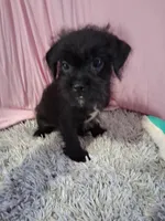 Atlas, a male Shihpoo for sale in New Sharon, IA – Photo 2 of 4