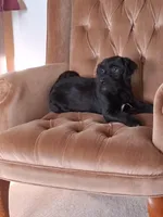 Atlas, a male Shihpoo for sale in New Sharon, IA – Photo 3 of 4