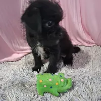 Atlas, a male Shihpoo for sale in New Sharon, IA – Photo 3 of 4
