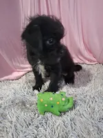 Atlas, a male Shihpoo for sale in New Sharon, IA – Photo 3 of 4