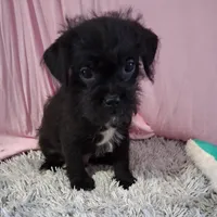 Atlas, a male Shihpoo for sale in New Sharon, IA – Photo 4 of 4