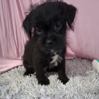 Atlas, a male Shihpoo for sale in New Sharon, IA – Photo 1 of 4