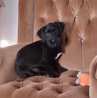 Atlas, a male Shihpoo for sale in New Sharon, IA – Photo 4 of 4