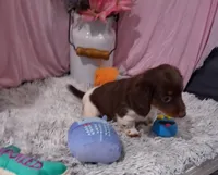 Elise, a female Miniature Dachshund for sale in New Sharon, IA – 4 of 4