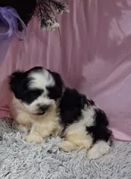 Filmore, a male Shichon for sale in New Sharon, IA – 3 of 4