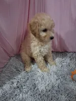Carlton, a male Poodle - Miniature  for sale in New Sharon, IA – 4 of 4
