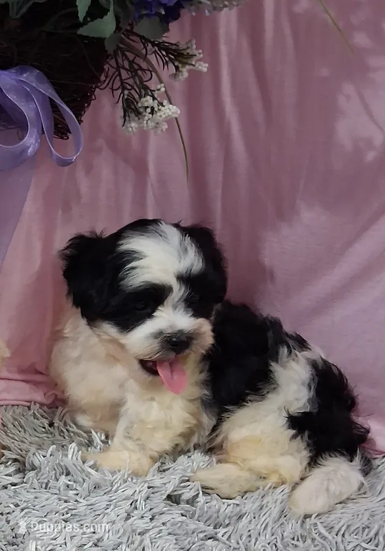 Filmore – Shichon puppy for sale in New Sharon, IA