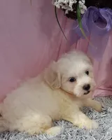 Fritz, a male Shichon for sale in New Sharon, IA – 4 of 4