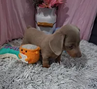 Emi, a female Miniature Dachshund for sale in New Sharon, IA – 3 of 4