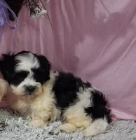 Filmore, a male Shichon for sale in New Sharon, IA – 4 of 4