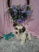 Beau (Teddy Bear), a male Shichon for sale in New Sharon, IA – Photo 4 of 4