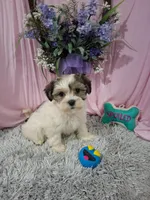 Beau (Teddy Bear), a male Shichon for sale in New Sharon, IA – Photo 2 of 4
