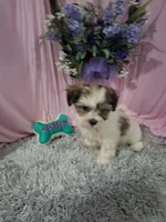 Beau (Teddy Bear), a male Shichon for sale in New Sharon, IA – Photo 1 of 4