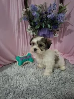 Beau (Teddy Bear), a male Shichon for sale in New Sharon, IA – Photo 3 of 4
