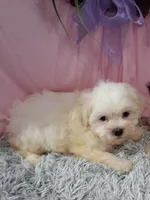 Fiona, a female Shichon for sale in New Sharon, IA – 3 of 4