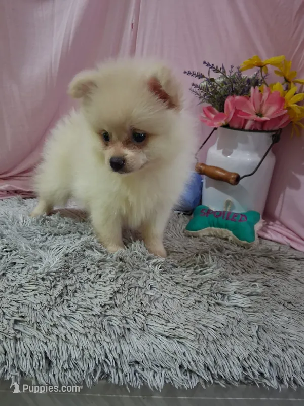 Dewi – Pomeranian puppy for sale in New Sharon, IA