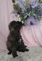 Alana, a female Shihpoo for sale in New Sharon, IA – Photo 2 of 4