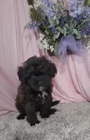 Alana, a female Shihpoo for sale in New Sharon, IA – Photo 1 of 4