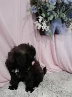 Alana, a female Shihpoo for sale in New Sharon, IA – Photo 4 of 4