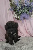 Alana, a female Shihpoo for sale in New Sharon, IA – Photo 3 of 4