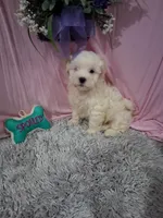 Boone (Teddy Bear), a male Shichon for sale in New Sharon, IA – Photo 3 of 4