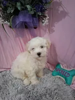 Boone (Teddy Bear), a male Shichon for sale in New Sharon, IA – Photo 1 of 4