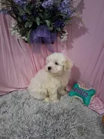 Boone (Teddy Bear), a male Shichon for sale in New Sharon, IA – Photo 4 of 4