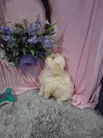 Boone (Teddy Bear), a male Shichon for sale in New Sharon, IA – Photo 2 of 4