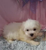 Fiona, a female Shichon for sale in New Sharon, IA – 4 of 4