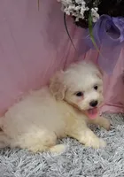 Fritz, a male Shichon for sale in New Sharon, IA – 3 of 4