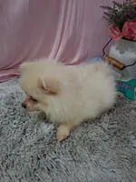 Dexter, a male Pomeranian for sale in New Sharon, IA – 3 of 4