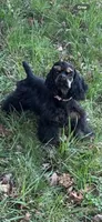Savannah, a female Cocker Spaniel for sale in Ashland, KY – Photo 5 of 5